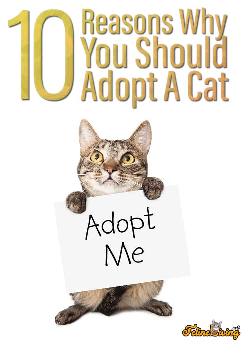 10 Reasons Why You Should Adopt A Cat